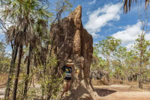 Litchfield National Park Cathedral Termite Mounds