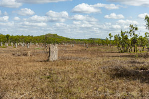 Litchfield National Park Magnetic Termite Mounds