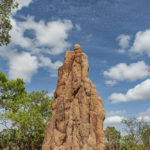 Litchfield National Park Cathedral Termite Mounds