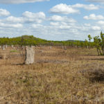 Litchfield National Park Magnetic Termite Mounds